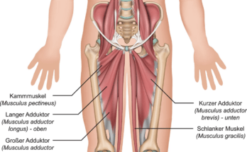 Die Adduktoren spielen eine Schlüsselrolle für eine schmerzfreie Haltung.